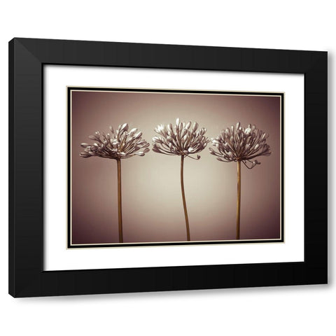Three African Lilies Black Modern Wood Framed Art Print with Double Matting by Frank, Assaf