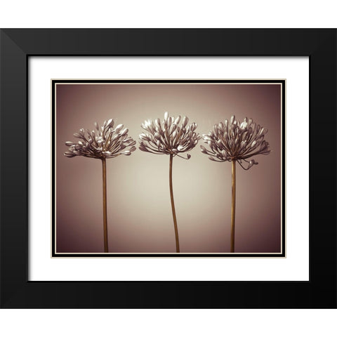 Three African Lilies Black Modern Wood Framed Art Print with Double Matting by Frank, Assaf
