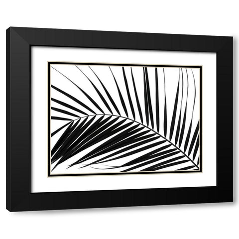 Palm tree leaf on white background Black Modern Wood Framed Art Print with Double Matting by Frank, Assaf