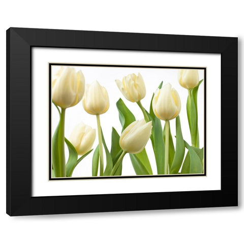 Tulip flowers Black Modern Wood Framed Art Print with Double Matting by Frank, Assaf