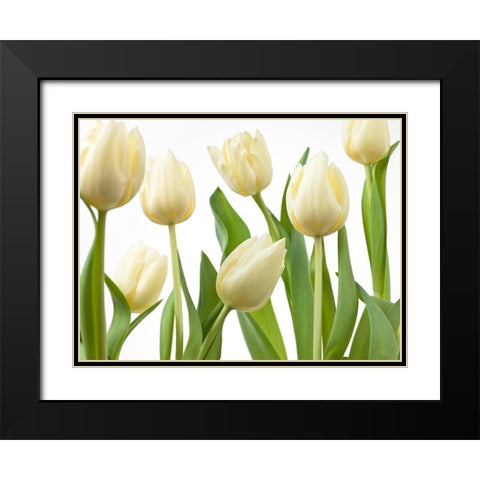 Tulip flowers Black Modern Wood Framed Art Print with Double Matting by Frank, Assaf