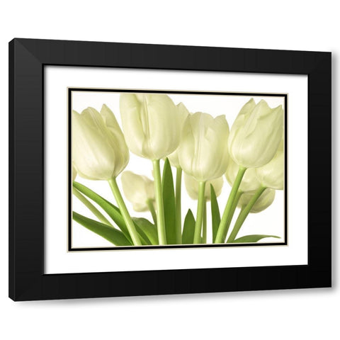 Bunch of Tulips Black Modern Wood Framed Art Print with Double Matting by Frank, Assaf