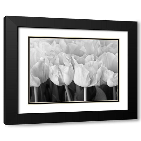 Bunch of Tulips Black Modern Wood Framed Art Print with Double Matting by Frank, Assaf