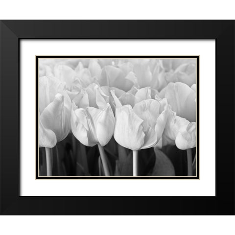 Bunch of Tulips Black Modern Wood Framed Art Print with Double Matting by Frank, Assaf