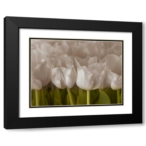 Bunch of Tulips close-up Black Modern Wood Framed Art Print with Double Matting by Frank, Assaf