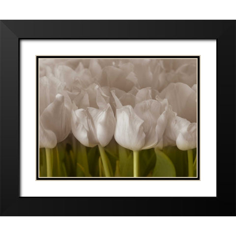 Bunch of Tulips close-up Black Modern Wood Framed Art Print with Double Matting by Frank, Assaf