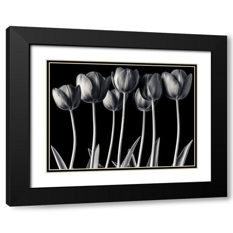 Growing Tulips, FTBR-1817 Black Modern Wood Framed Art Print with Double Matting by Frank, Assaf