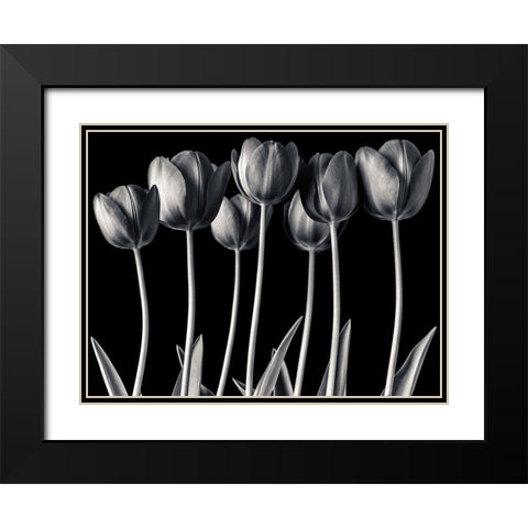 Growing Tulips, FTBR-1817 Black Modern Wood Framed Art Print with Double Matting by Frank, Assaf