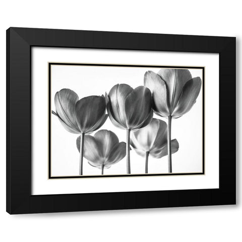 Red Tulips Black Modern Wood Framed Art Print with Double Matting by Frank, Assaf