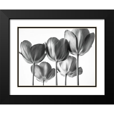 Red Tulips Black Modern Wood Framed Art Print with Double Matting by Frank, Assaf