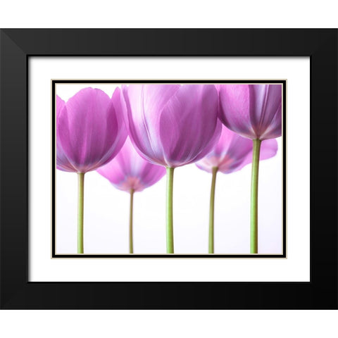 Purple Tulips Black Modern Wood Framed Art Print with Double Matting by Frank, Assaf