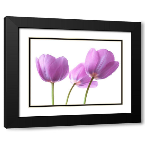 Purple Tulips Black Modern Wood Framed Art Print with Double Matting by Frank, Assaf