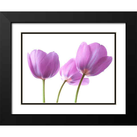 Purple Tulips Black Modern Wood Framed Art Print with Double Matting by Frank, Assaf