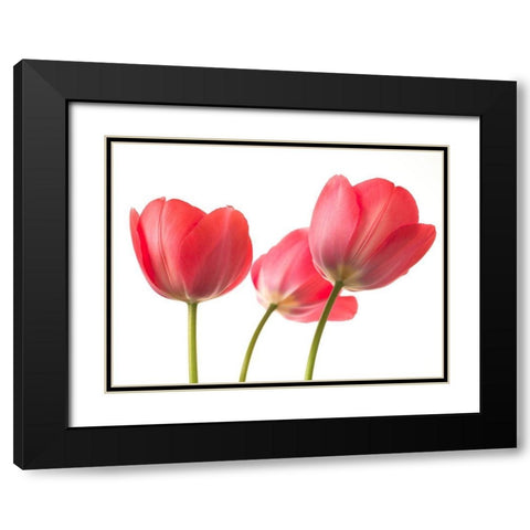 Red Tulips Black Modern Wood Framed Art Print with Double Matting by Frank, Assaf
