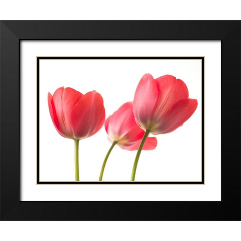 Red Tulips Black Modern Wood Framed Art Print with Double Matting by Frank, Assaf