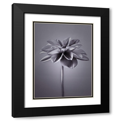 Dahlia Flower Black Modern Wood Framed Art Print with Double Matting by Frank, Assaf
