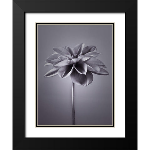 Dahlia Flower Black Modern Wood Framed Art Print with Double Matting by Frank, Assaf