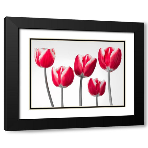 Fresh and beautiful Tulips on white background, FTBR-1818 Black Modern Wood Framed Art Print with Double Matting by Frank, Assaf