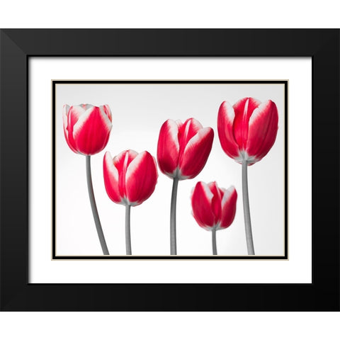 Fresh and beautiful Tulips on white background, FTBR-1818 Black Modern Wood Framed Art Print with Double Matting by Frank, Assaf