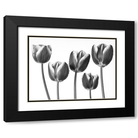 Tulips on white background Black Modern Wood Framed Art Print with Double Matting by Frank, Assaf
