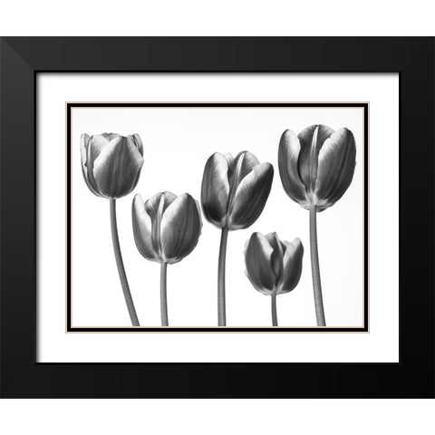 Tulips on white background Black Modern Wood Framed Art Print with Double Matting by Frank, Assaf