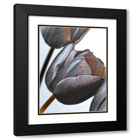 Tulip flowers on white background Black Modern Wood Framed Art Print with Double Matting by Frank, Assaf