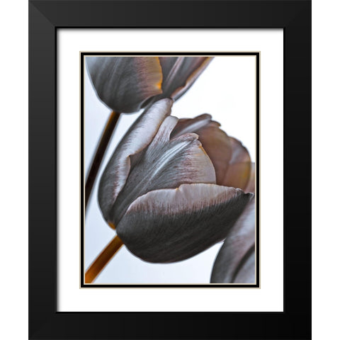Tulip flowers on white background Black Modern Wood Framed Art Print with Double Matting by Frank, Assaf