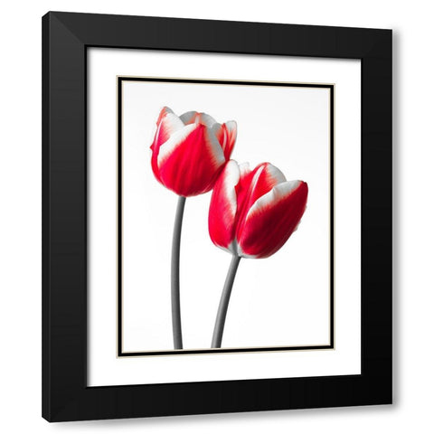 Fresh and beautiful Tulips on white background, FTBR-1819 Black Modern Wood Framed Art Print with Double Matting by Frank, Assaf