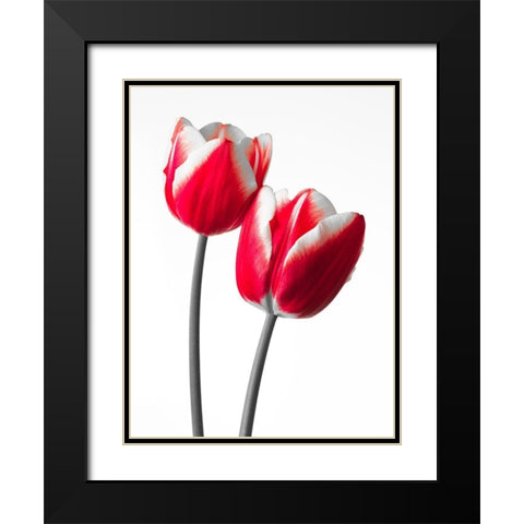 Fresh and beautiful Tulips on white background, FTBR-1819 Black Modern Wood Framed Art Print with Double Matting by Frank, Assaf