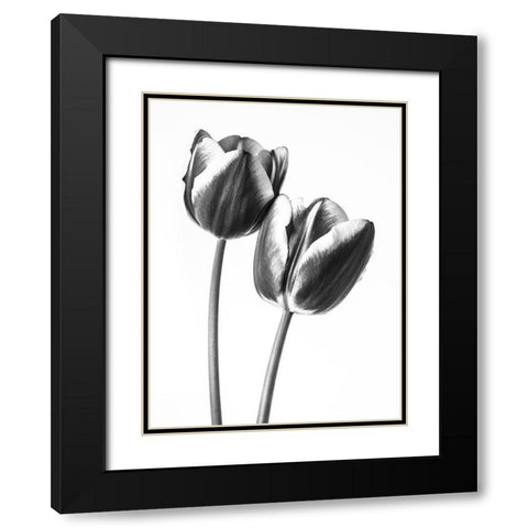 Tulips on white background, FTBR-1791 Black Modern Wood Framed Art Print with Double Matting by Frank, Assaf