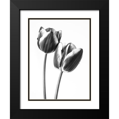 Tulips on white background, FTBR-1791 Black Modern Wood Framed Art Print with Double Matting by Frank, Assaf