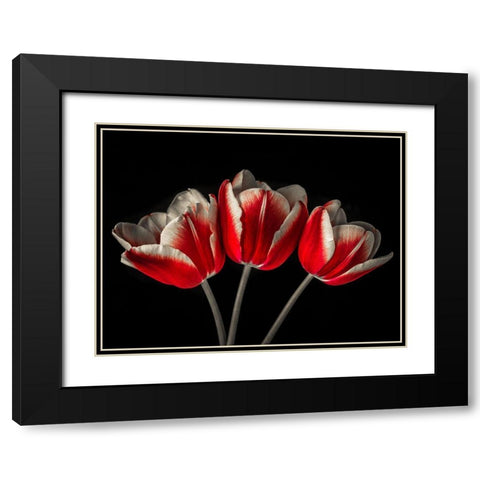 Tulip flowers on black background Black Modern Wood Framed Art Print with Double Matting by Frank, Assaf