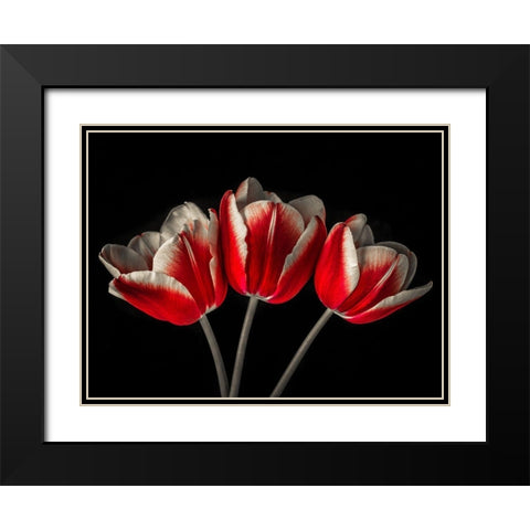 Tulip flowers on black background Black Modern Wood Framed Art Print with Double Matting by Frank, Assaf