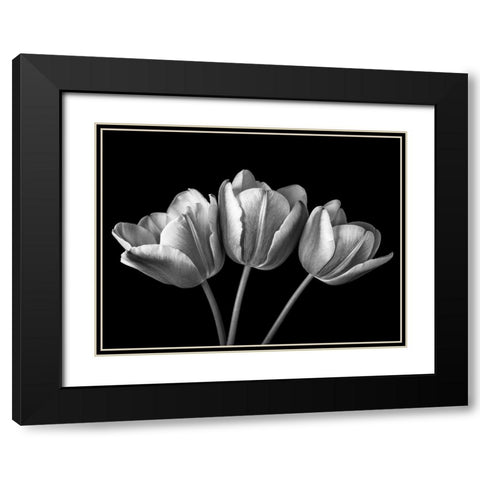 Tulip flowers on black background, FTBR-1793 Black Modern Wood Framed Art Print with Double Matting by Frank, Assaf