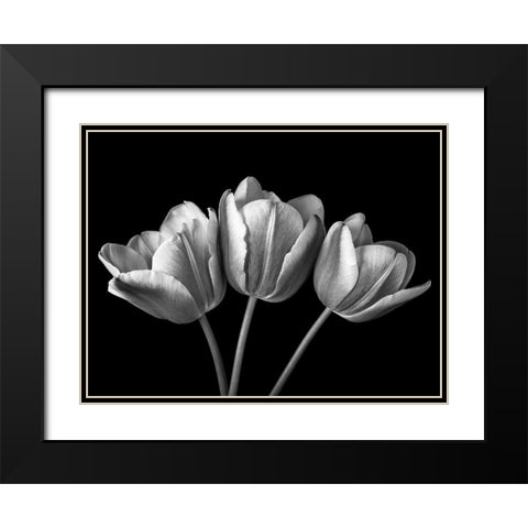 Tulip flowers on black background, FTBR-1793 Black Modern Wood Framed Art Print with Double Matting by Frank, Assaf