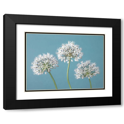 Three Alliums Black Modern Wood Framed Art Print with Double Matting by Frank, Assaf