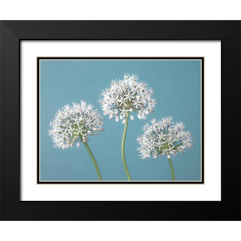 Three Alliums Black Modern Wood Framed Art Print with Double Matting by Frank, Assaf