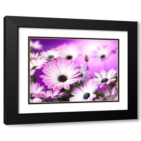 Osteospermum flowers Black Modern Wood Framed Art Print with Double Matting by Frank, Assaf