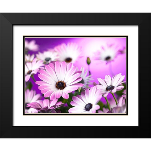 Osteospermum flowers Black Modern Wood Framed Art Print with Double Matting by Frank, Assaf