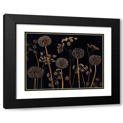 Meadow flowers Black Modern Wood Framed Art Print with Double Matting by Frank, Assaf