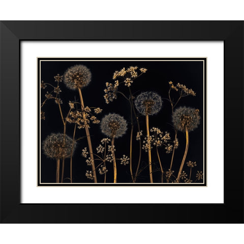 Meadow flowers Black Modern Wood Framed Art Print with Double Matting by Frank, Assaf