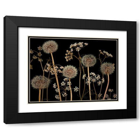 Meadow flowers Black Modern Wood Framed Art Print with Double Matting by Frank, Assaf
