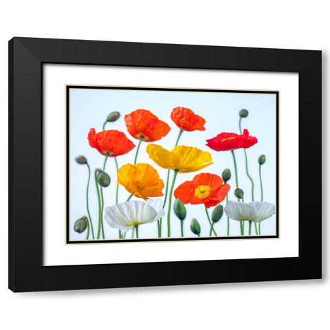 Multi coloured Poppies and buds Black Modern Wood Framed Art Print with Double Matting by Frank, Assaf