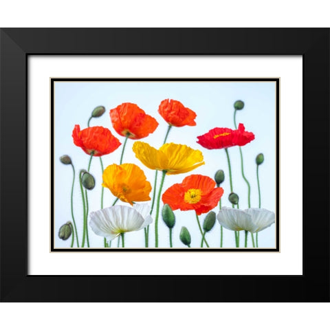 Multi coloured Poppies and buds Black Modern Wood Framed Art Print with Double Matting by Frank, Assaf