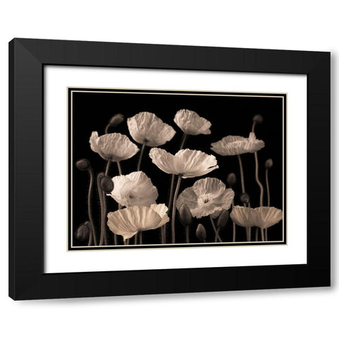 Poppies and buds Black Modern Wood Framed Art Print with Double Matting by Frank, Assaf