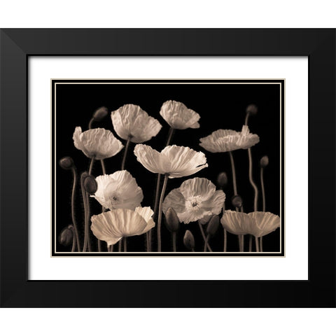 Poppies and buds Black Modern Wood Framed Art Print with Double Matting by Frank, Assaf