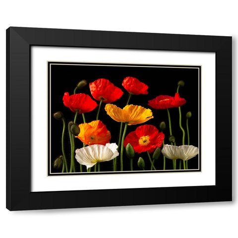 Multicoloured Poppies and buds Black Modern Wood Framed Art Print with Double Matting by Frank, Assaf
