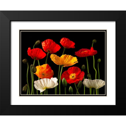 Multicoloured Poppies and buds Black Modern Wood Framed Art Print with Double Matting by Frank, Assaf