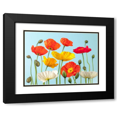 Multicoloured Poppies and buds Black Modern Wood Framed Art Print with Double Matting by Frank, Assaf