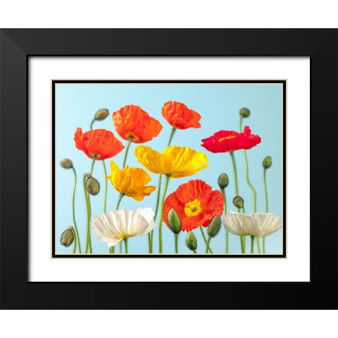 Multicoloured Poppies and buds Black Modern Wood Framed Art Print with Double Matting by Frank, Assaf